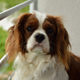 Not the specific Cavalier King Charles Spaniel in question